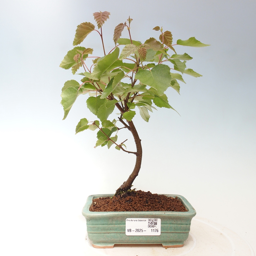 Vonkajší bonsai - breza trpasličí - Betula NANA Treasure
