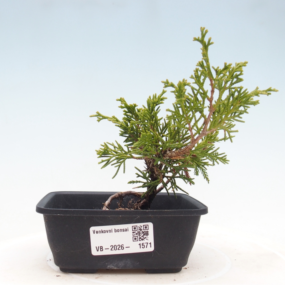 Vonkajší bonsaj - Juniperus chinensis Itoigawa