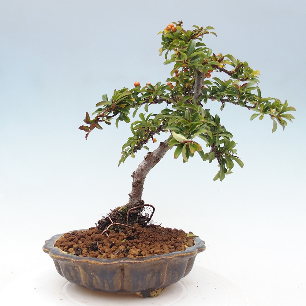 Vonkajšia bonsai-Pyracanta Teton -Hlohyně