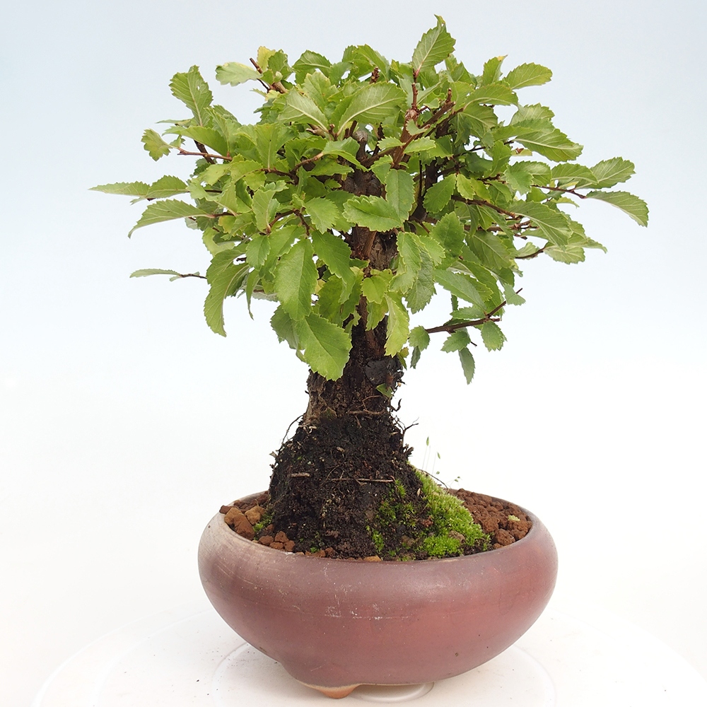 Vonkajšie bonsai - Zelkova - Zelkova Nirom