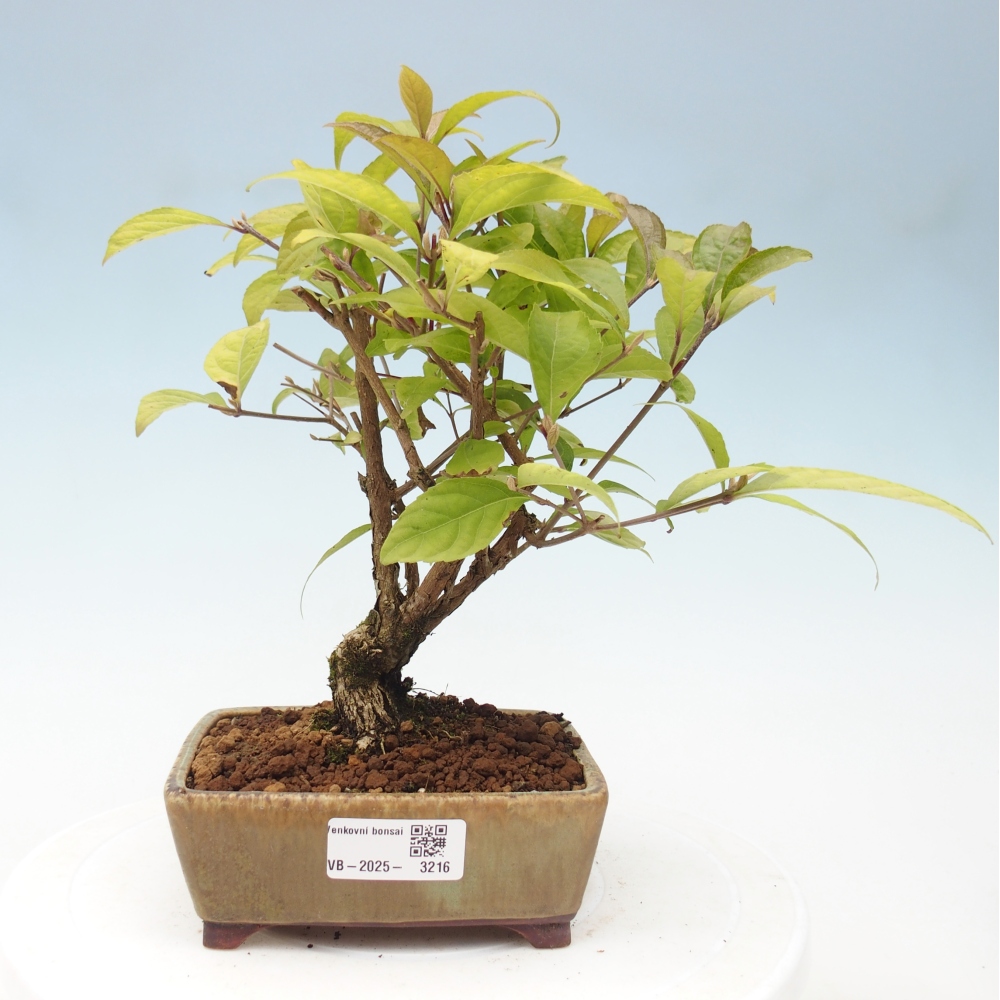 Vonkajšia bonsai - krásnoplodka - Callicarpa jap. Leucocarpa