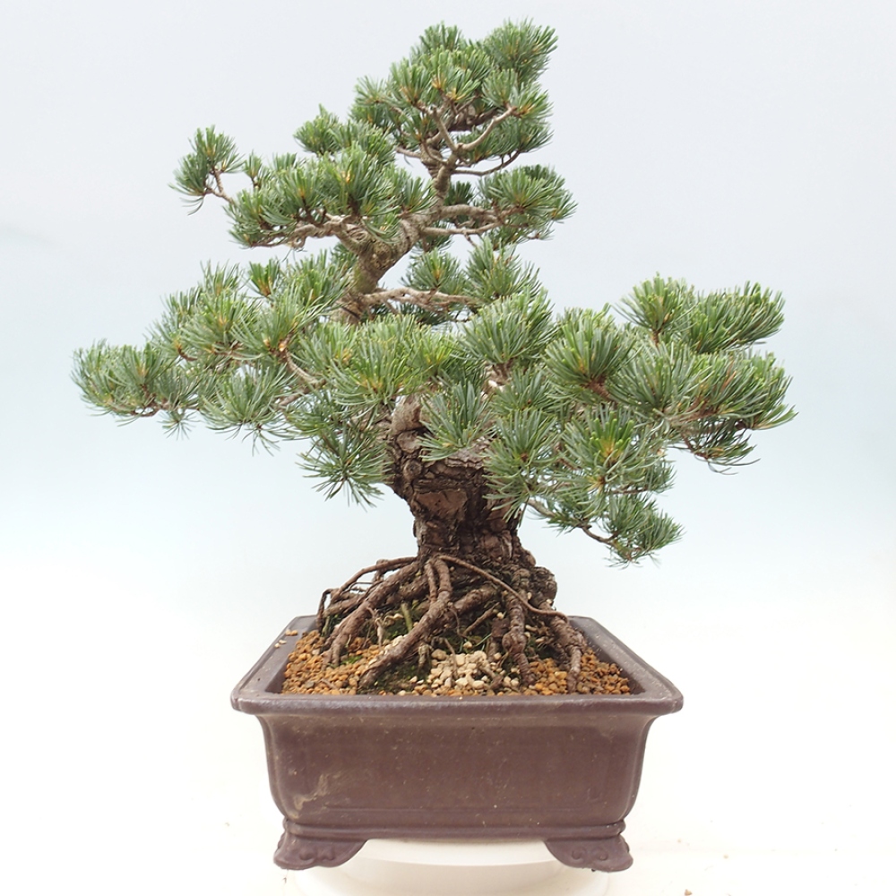 Vonkajšie bonsaje - Pinus parviflora - Pinus parviflora