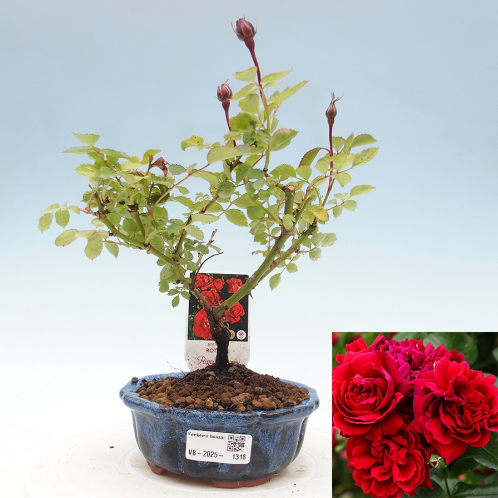 Vonkajší bonsai - Rosa Kordes - ruža