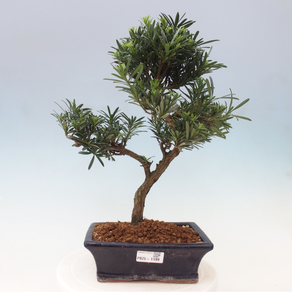 Izbová bonsai - Podocarpus - Kamenný tis