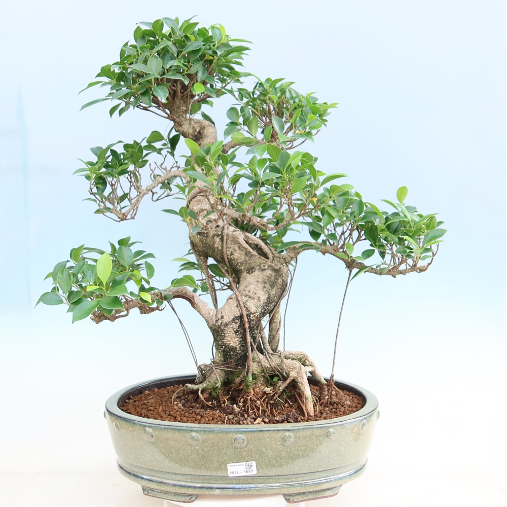 Izbové bonsaje - Ficus kimmen - drobnolistý fikus