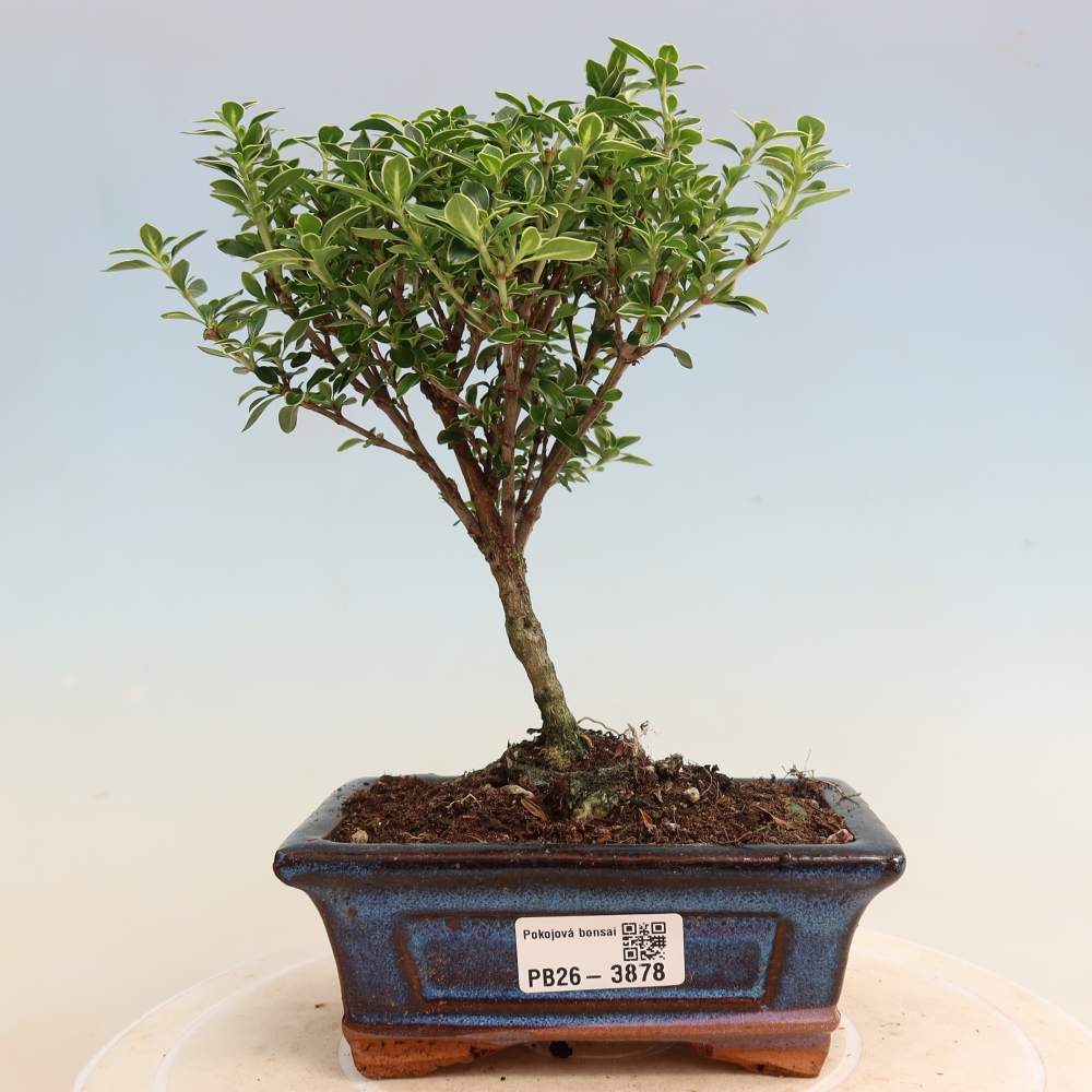 Izba bonsai – Serissa foetida Variegata – Strom tisíc hviezd