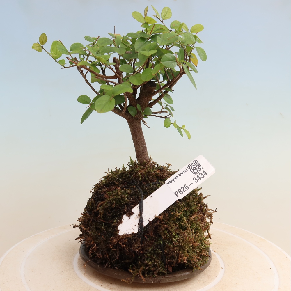 Kokedama s miskou – Sagerécie thea – Sagerécie thea