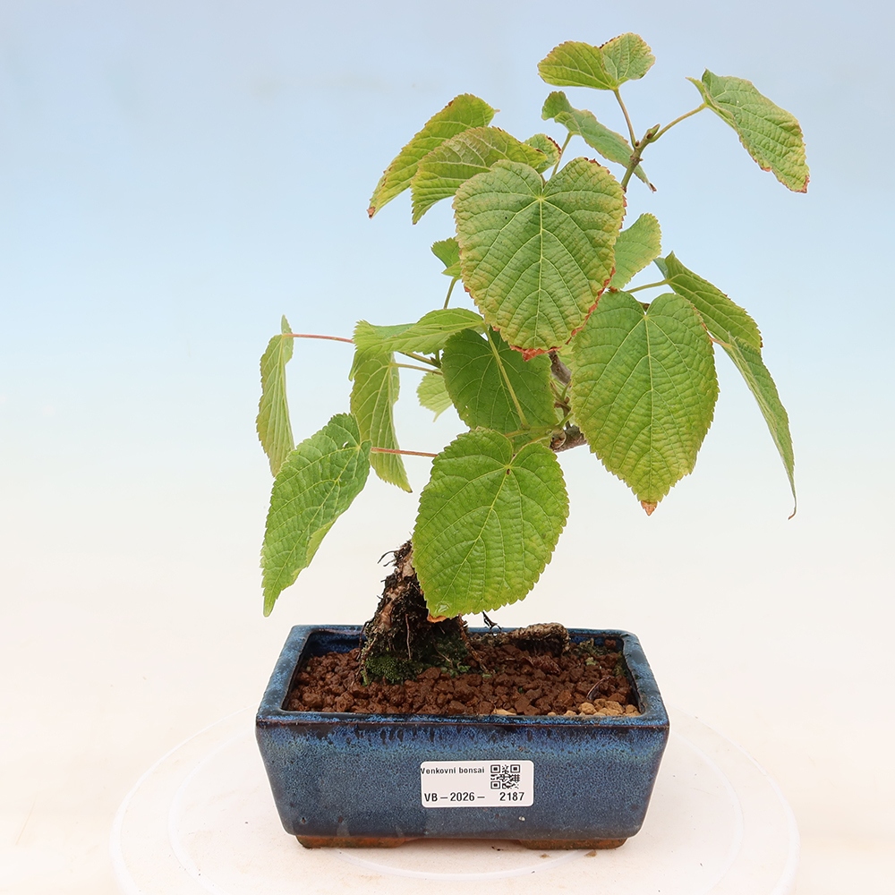 Vonkajší bonsai – lipa srdcovitá – Tilia cordata