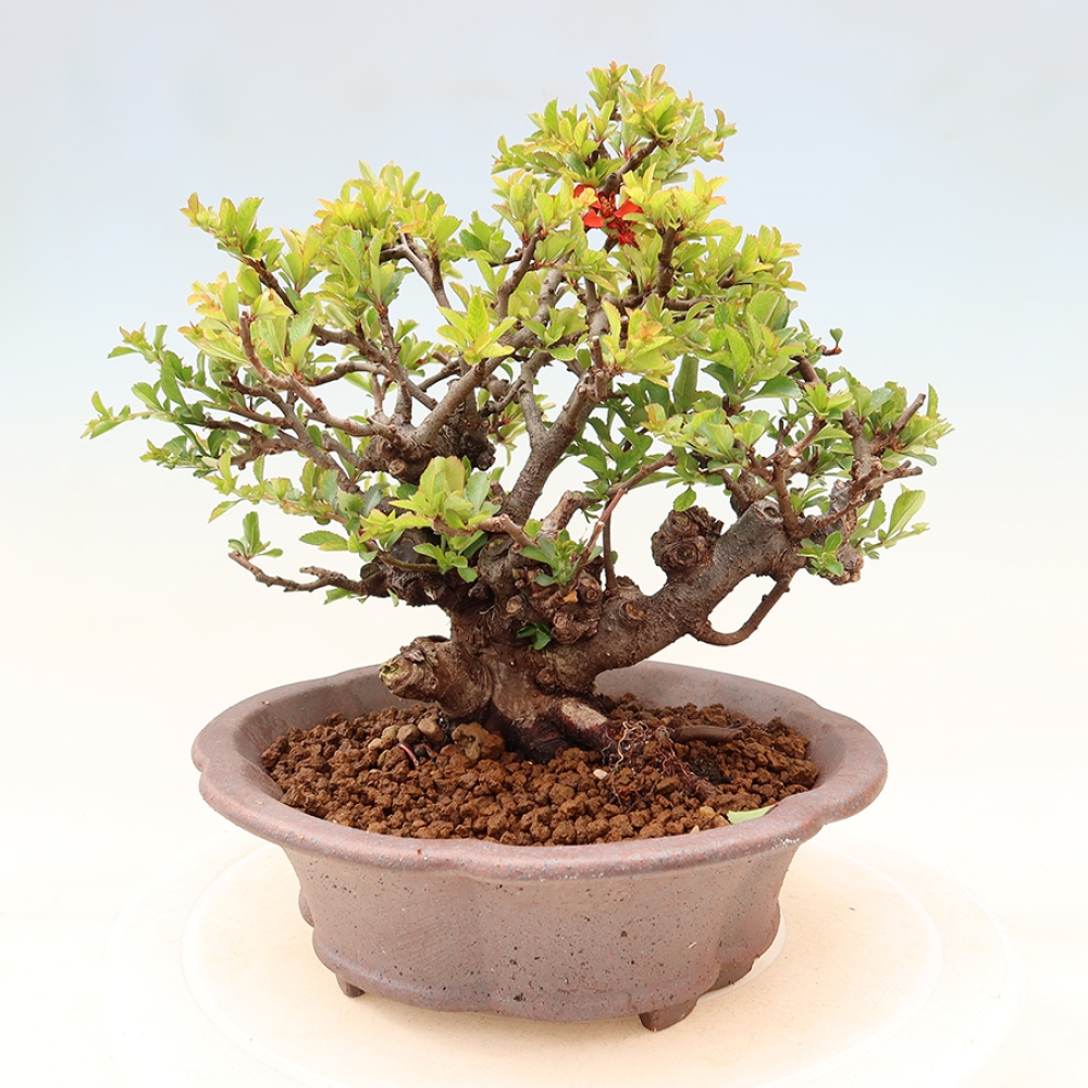 Vonkajší bonsaj - Chaneomeles speciosa Chojubai