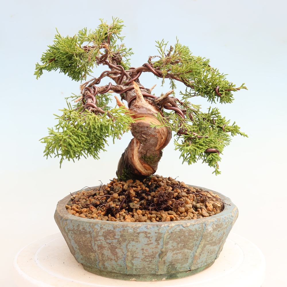 Vonkajší bonsai – Juniperus chinensis Itoigawa – čínsky jalovec