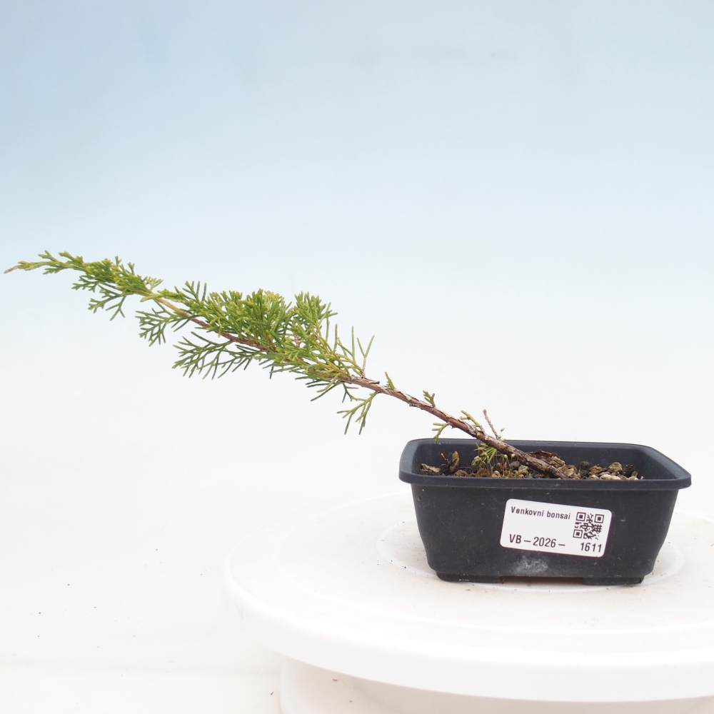 Vonkajší bonsaj - Juniperus chinensis Itoigawa