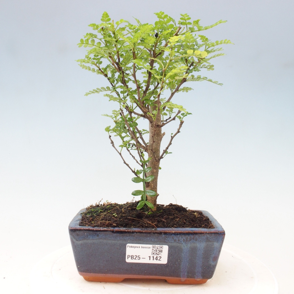 Izbová bonsai - Zantoxylum piperitum - piepor