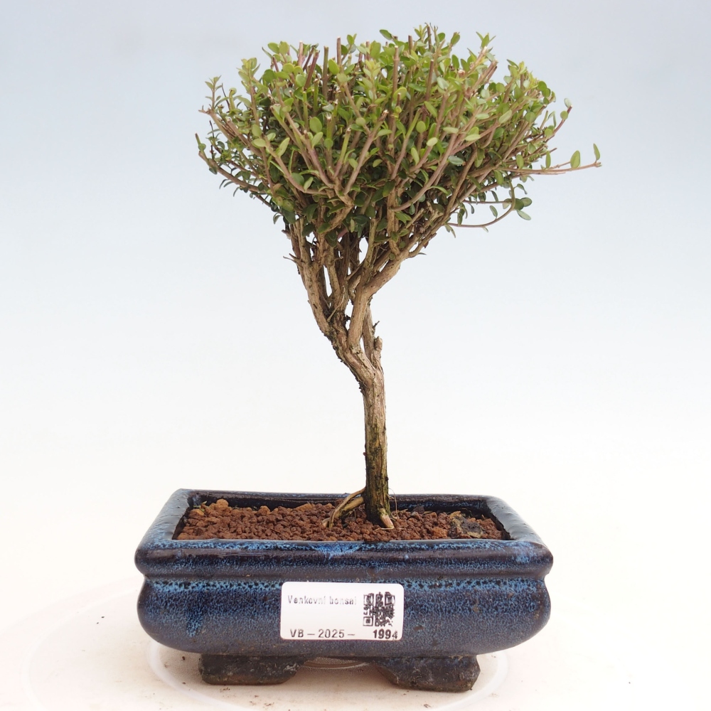 Vonkajší bonsai-Lonicera nitída Twiggy-Zimolez