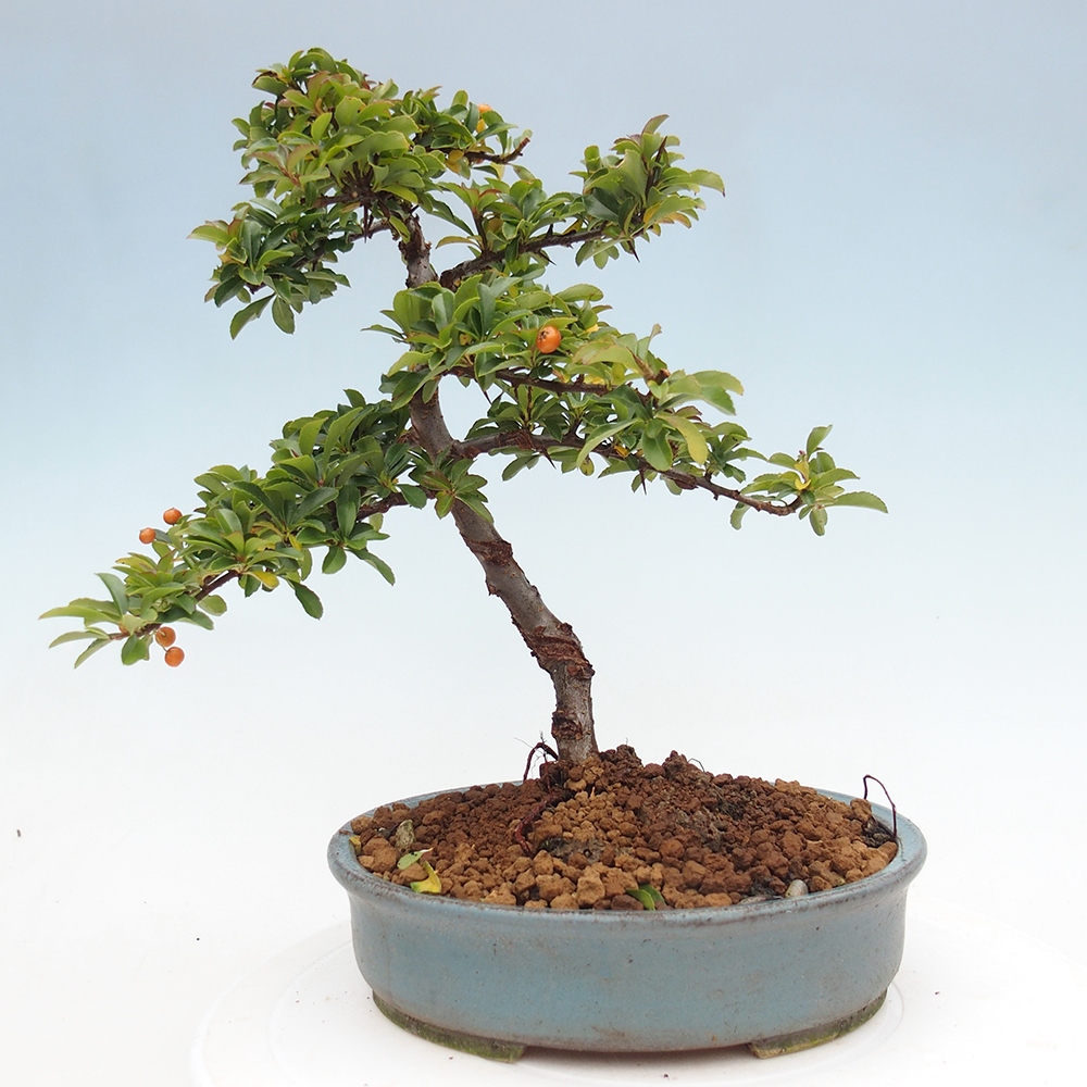 Vonkajšie bonsaje-Pyracantha Teton -Hlox