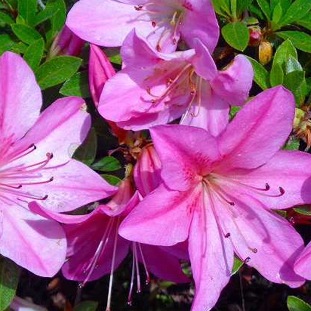 Vonkajšie bonsaje - Japonské azalky - Azalea Nasuno