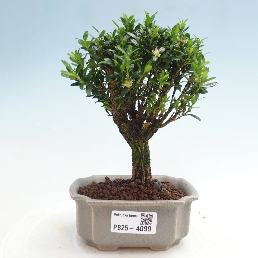 Izbové bonsaje - Buxus harlandii - korkový buxus