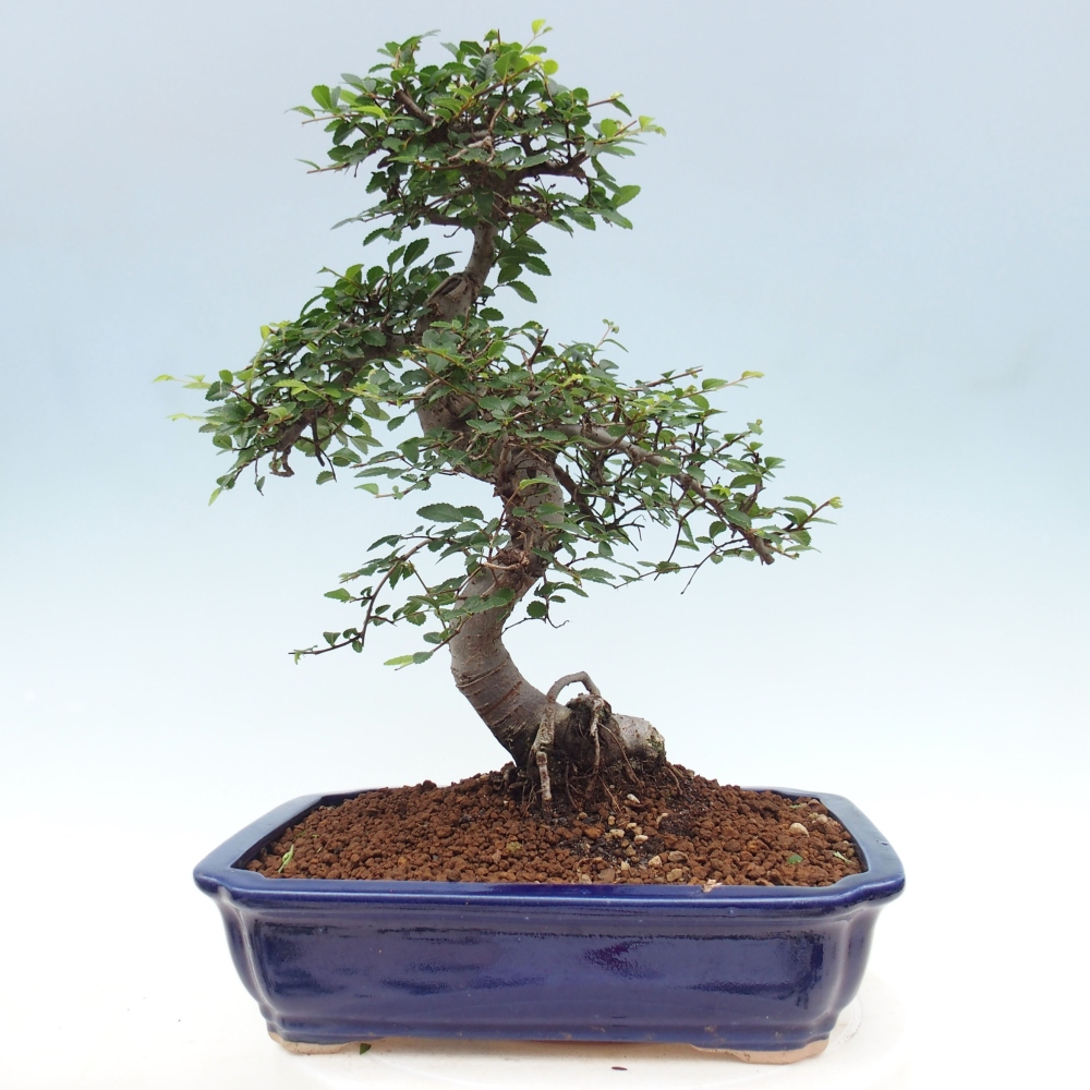 Izbová bonsai - Ulmus parvifolia - Malolistý brest