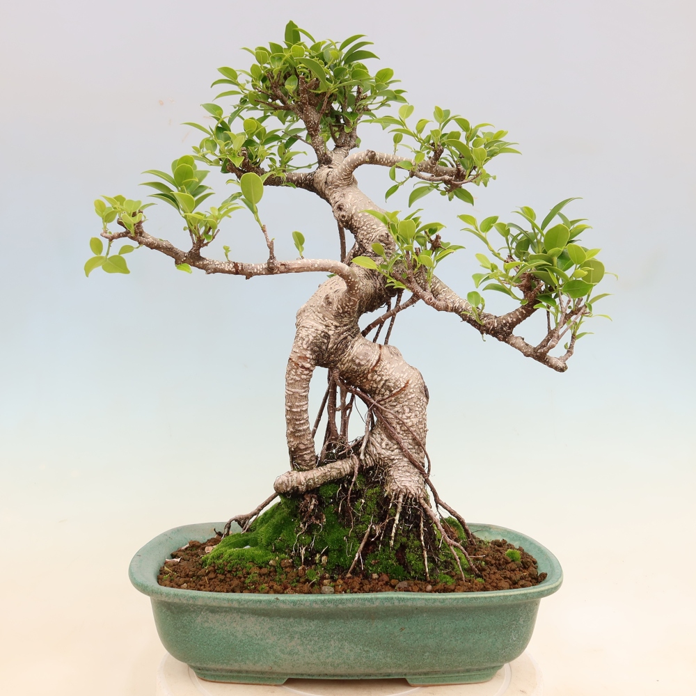 Izbové bonsaje - Ficus kimmen - drobnolistý fikus