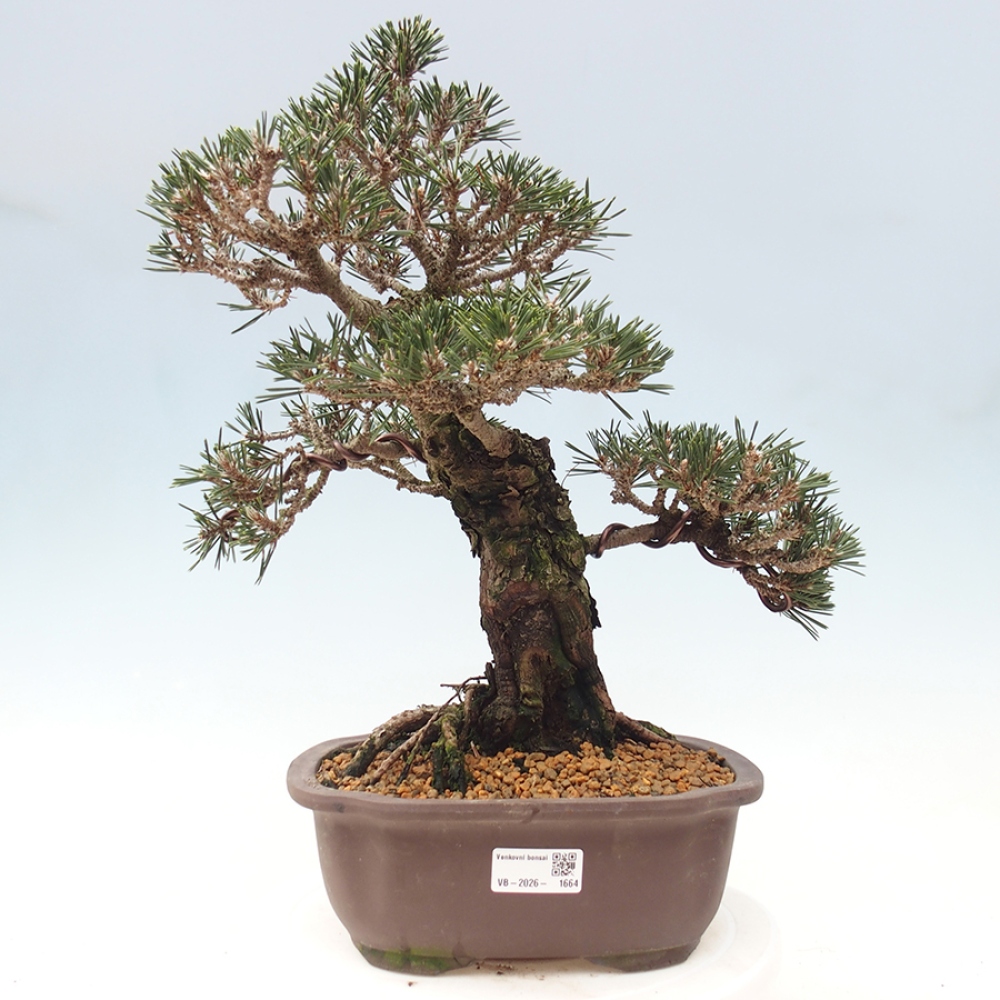 Vonkajší bonsaj - Pinus thunbergii Kotobuki - borovica Thunbergova