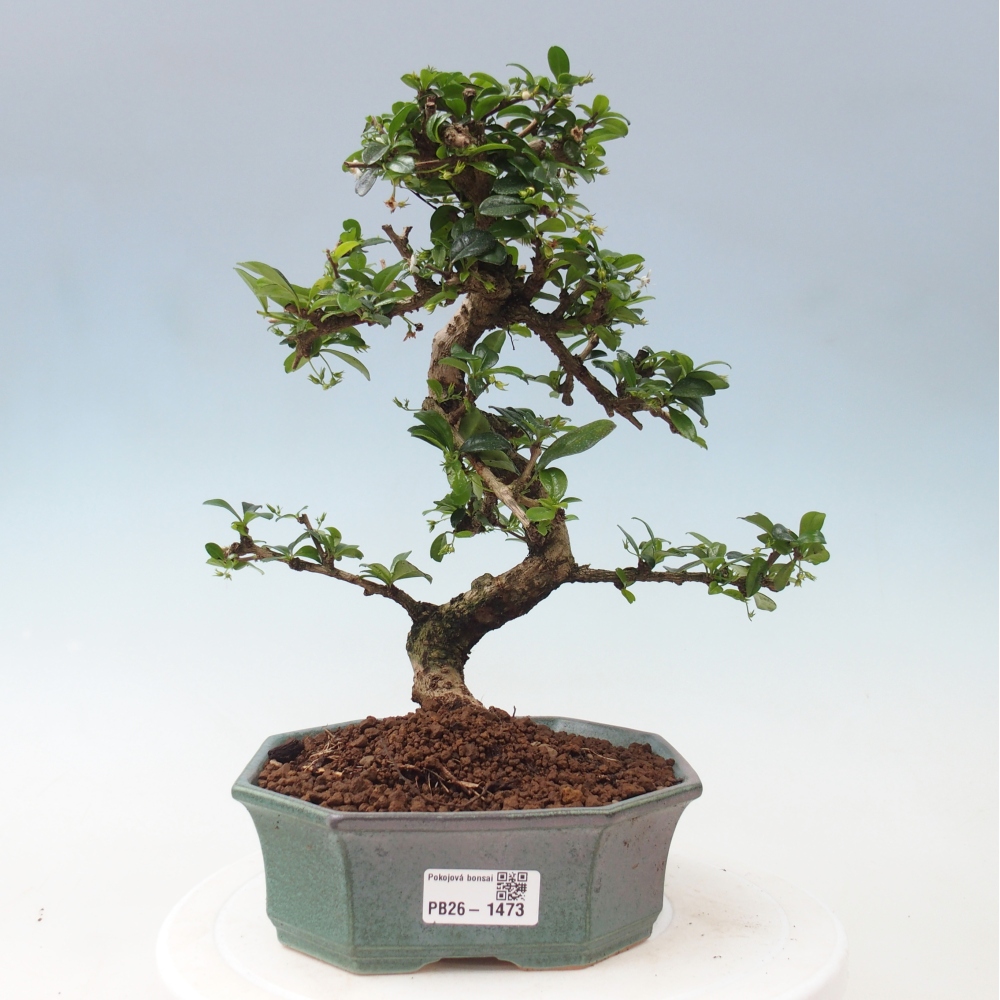 Izbová bonsai - Carmona macrophylla - Čaj fuki