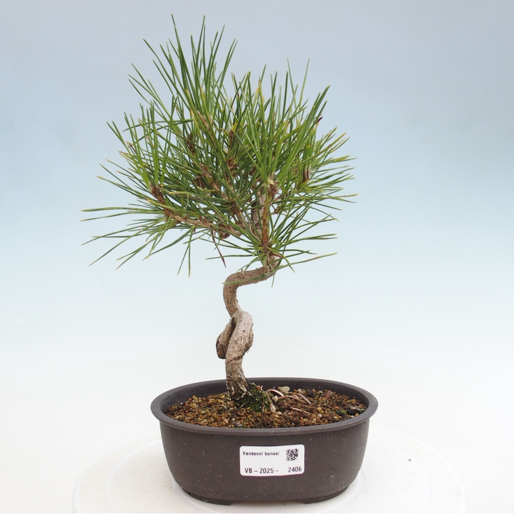 Vonkajší bonsai - Pinus thunbergii - Borovica thunbergova