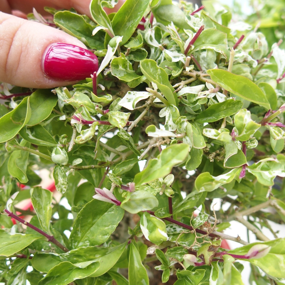 Vonkajší bonsai - Ligustrum obtusifolium - Vtáčí zob tupolistý