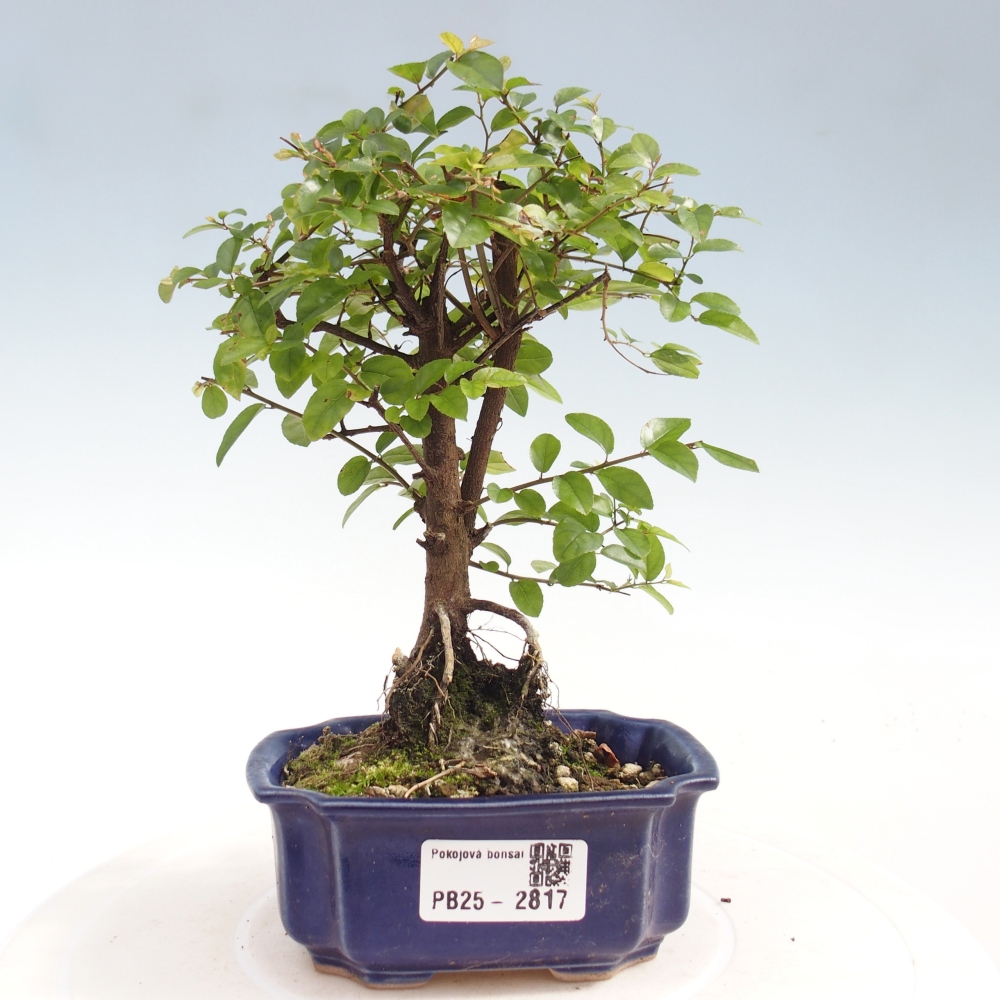 Izbová bonsai - Sagerécie thea - Sagerécie thea