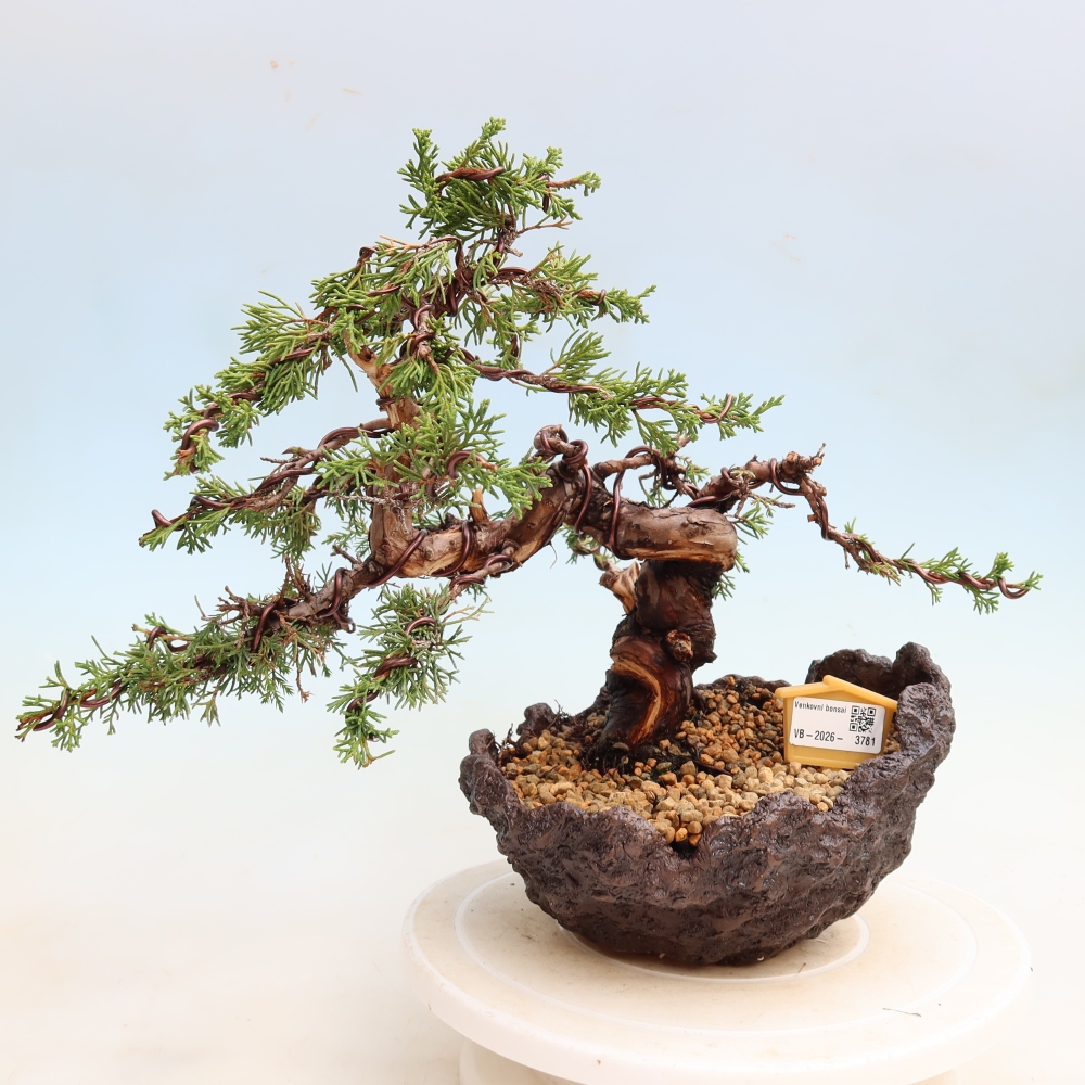 Vonkajší bonsai – Juniperus chinensis Itoigawa – čínsky jalovec