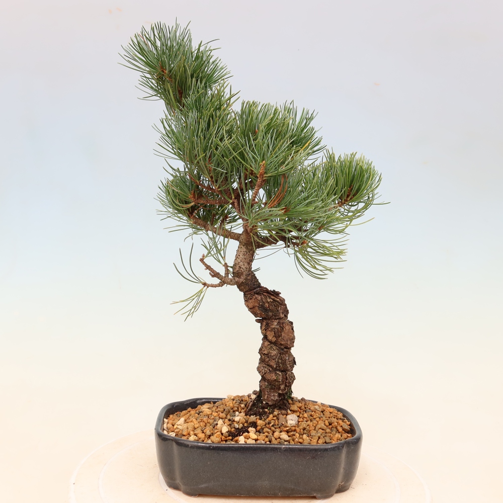 Vonkajšie bonsaje - Pinus parviflora - Pinus parviflora