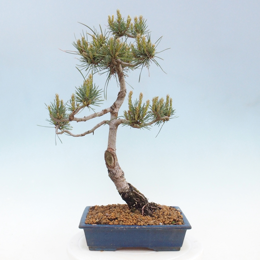 Vonkajšie bonsai - Pinus Sylvestris - Borovica lesná