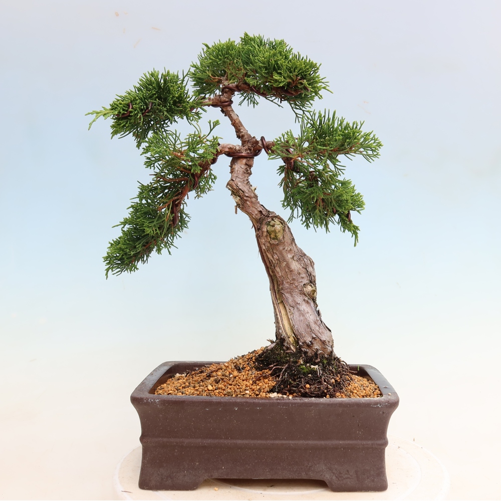 Vonkajší bonsai – Juniperus chinensis Itoigawa – čínsky jalovec