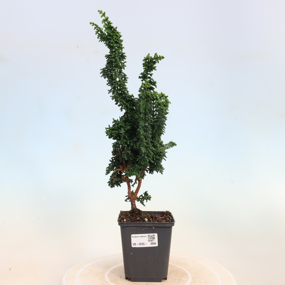 Vonkajší bonsaj - Cham. obtusa SEKKA HINOKI - Cypruštek