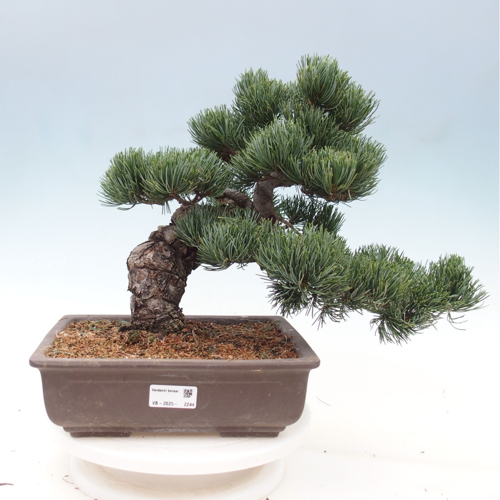 Vonkajšie bonsai - Pinus parviflora - Borovica drobnokvetá