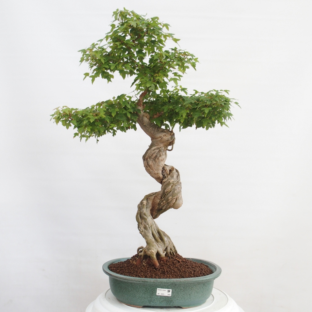 Vonkajšie bonsai - Javor Buergerianum - Javor Burgerův