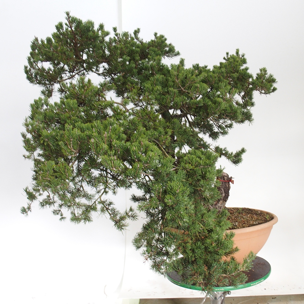 Yamadori - Pinus sylvestris Španielsko