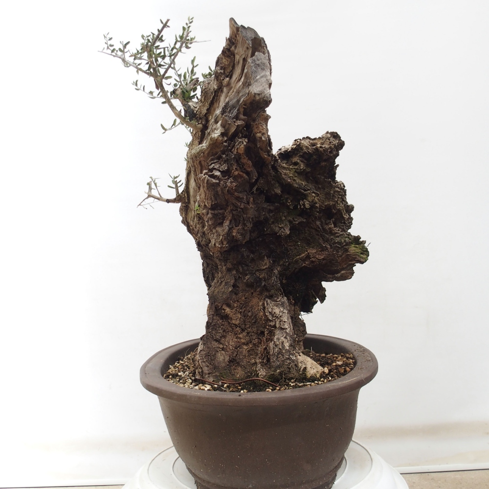 Izbová bonsai - Olea europaea sylvestris -Oliva evropská drobnolistá