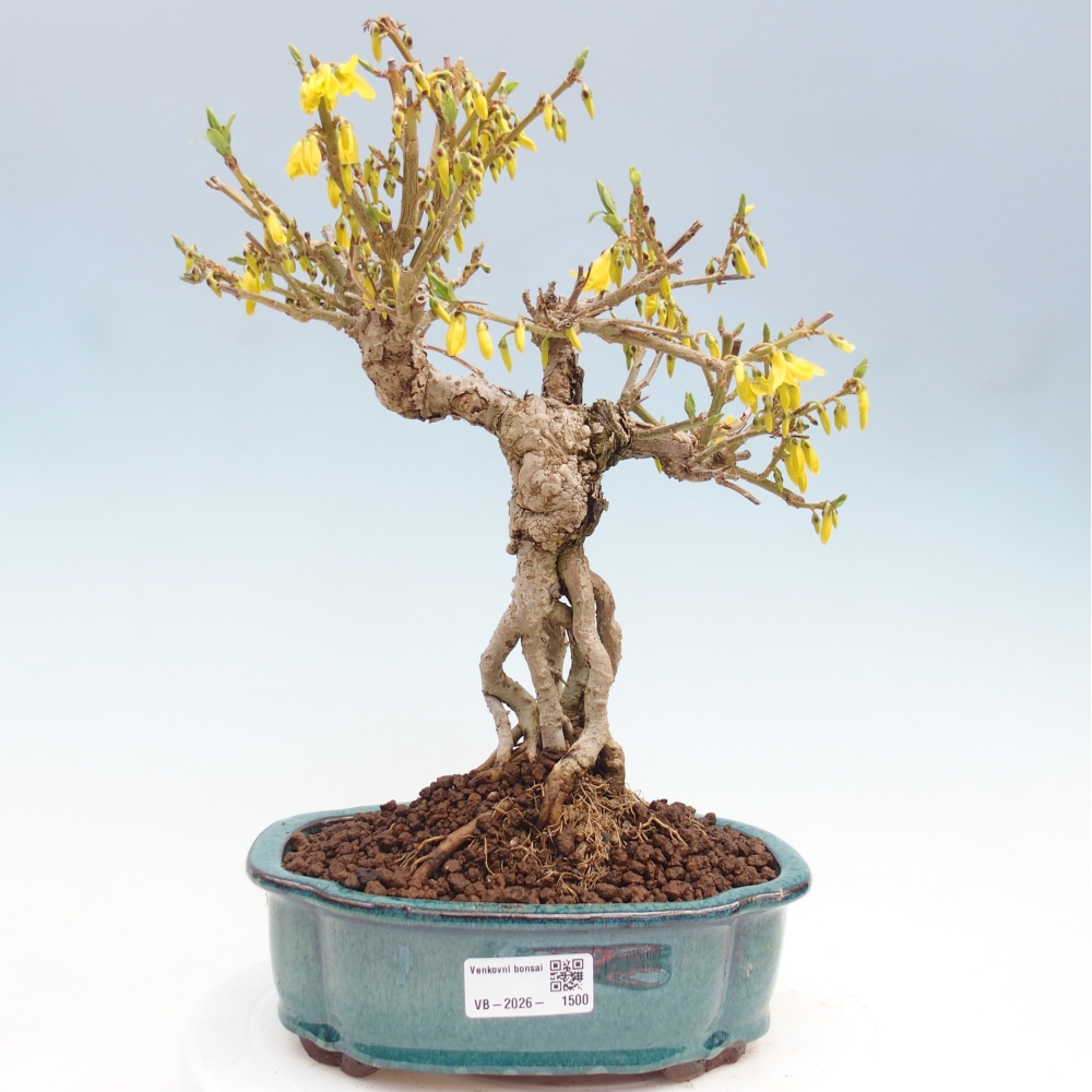 Vonkajšie bonsaje - Zlatice - Forsythia koreana
