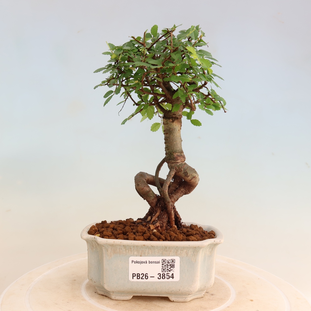 Izbový bonsaj - Ulmus parvifolia - brest malolistý