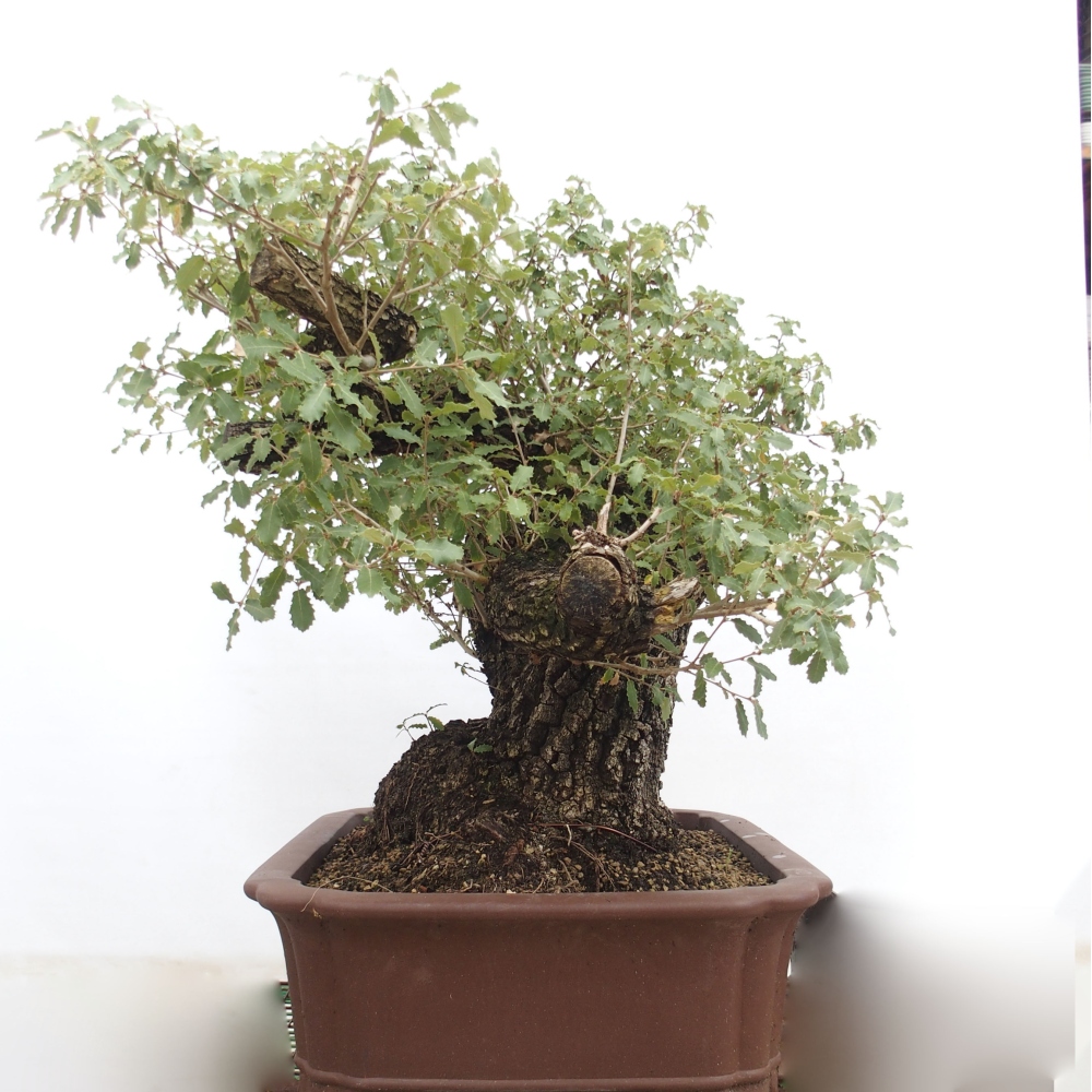 Yamadori - Quercus Ilex -Dub cezmínovitý