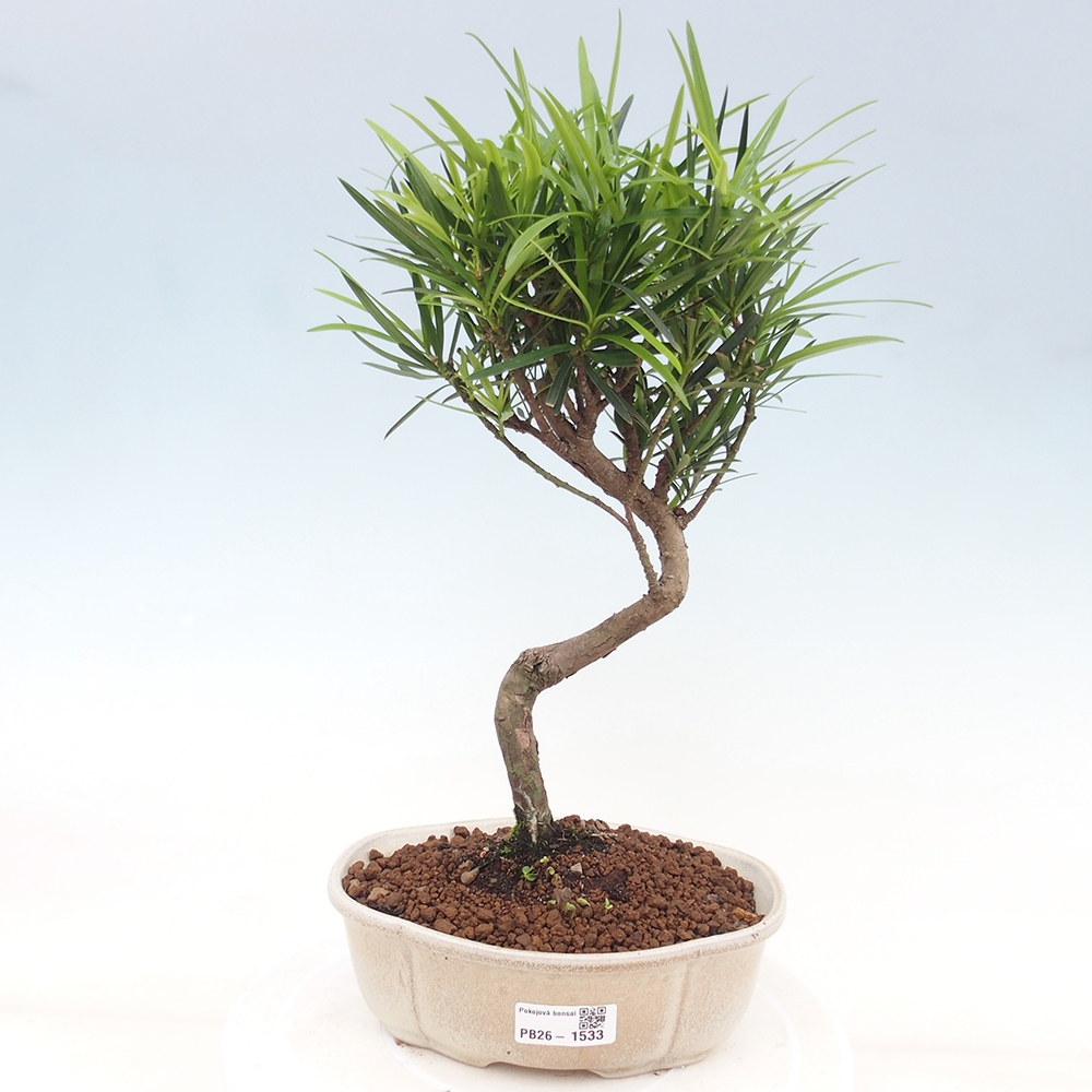 Izbové bonsaje - Podocarpus - Kamenný tis