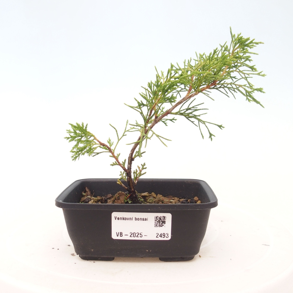 Vonkajší bonsai - Juniperus chinensis Itoigawa -Jalovec čínsky