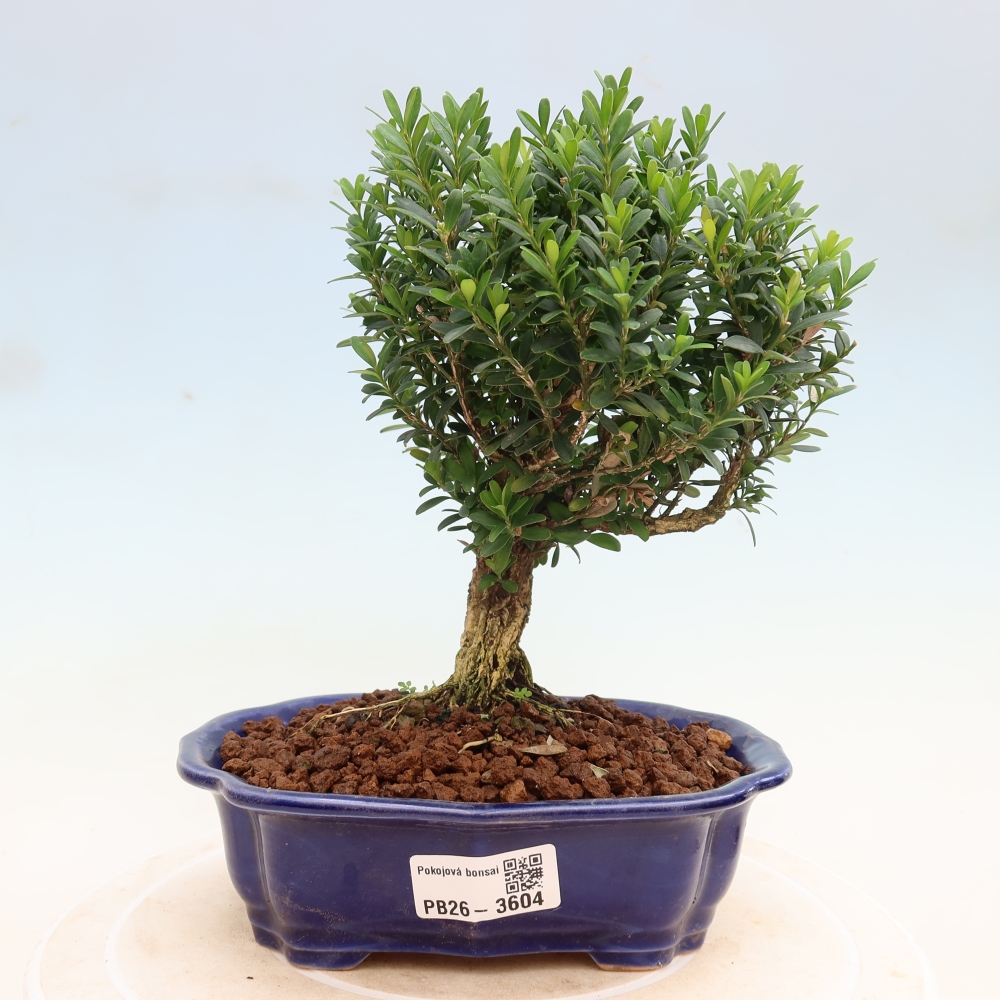 Izbové bonsaje - Buxus harlandii - korkový buxus