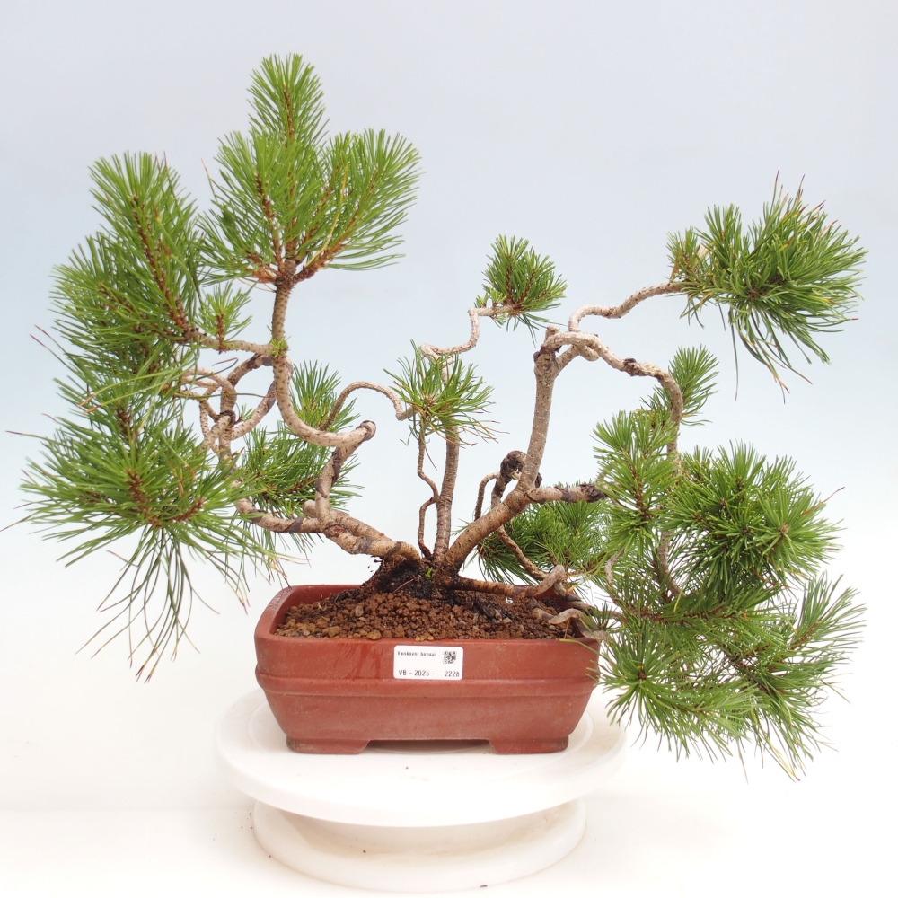 Vonkajšie bonsai - Pinus Mugo - Borovica