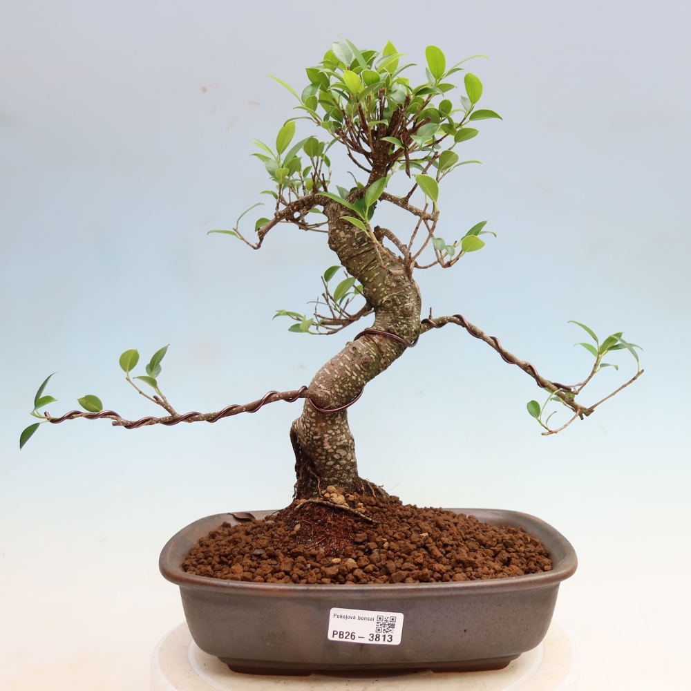 Izbové bonsaje - Ficus kimmen - drobnolistý fikus