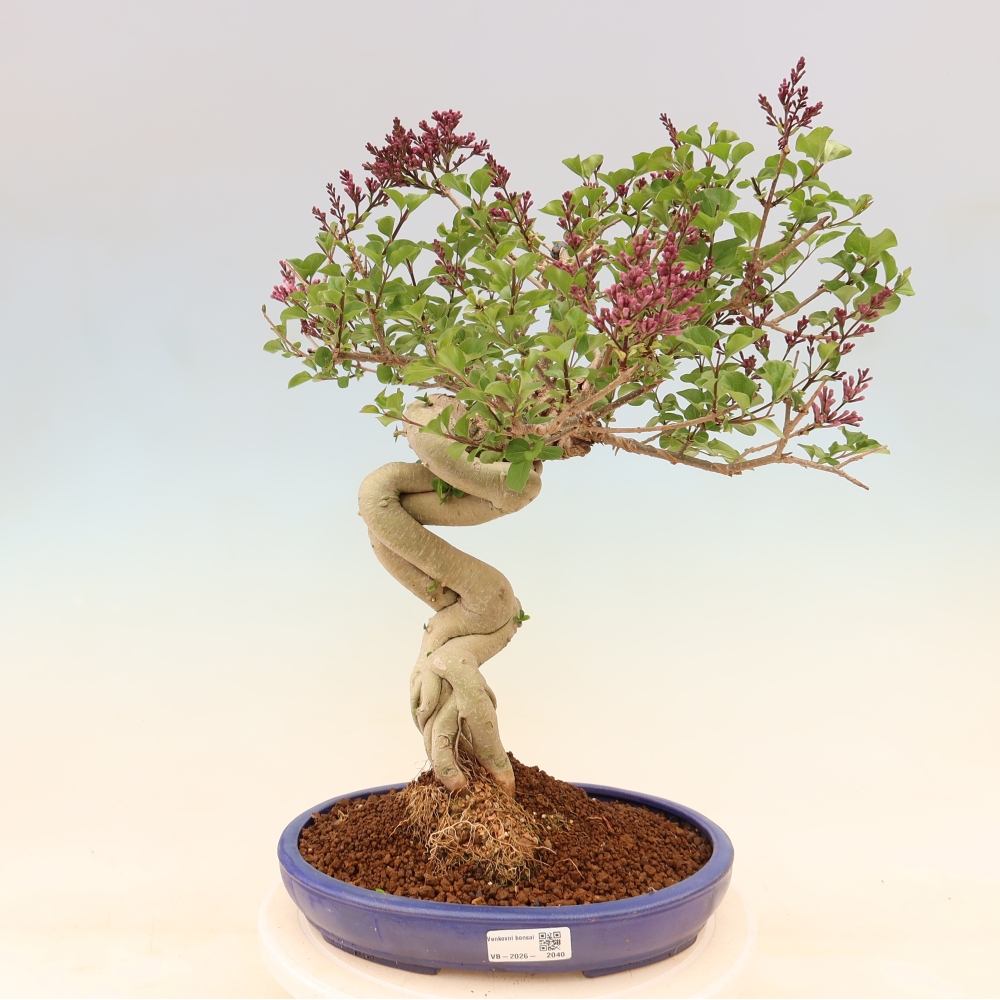 Vonkajší bonsaj - Syringa microphylla - drobnokvetý šeřík