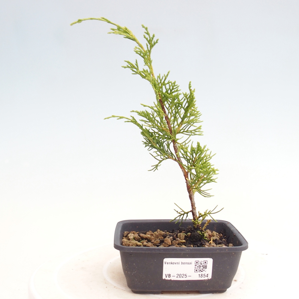 Vonkajší bonsai - Juniperus chinensis Itoigawa -Jalovec čínsky
