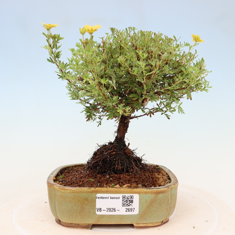 Vonkajší bonsai – Potentila fruticosa – Goldkissen