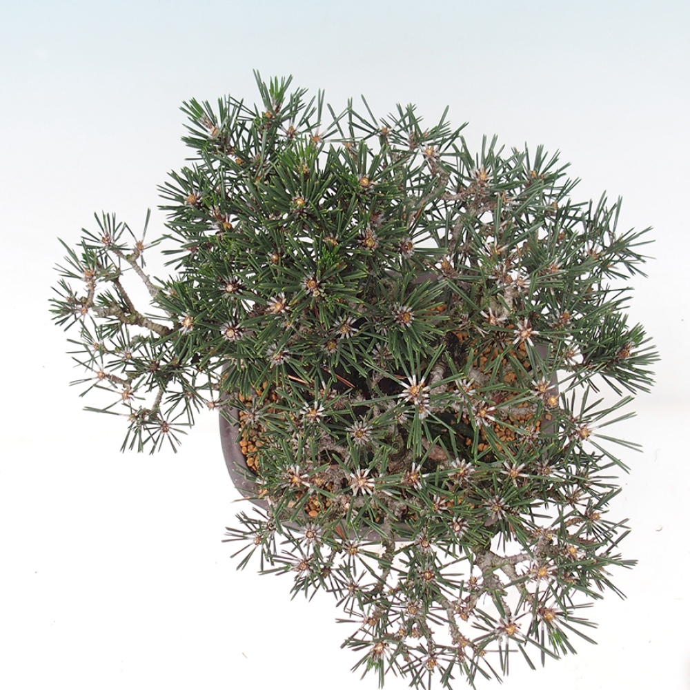 Vonkajšia bonsaj - Pinus thunbergii Kotobuki - borovica Thunbergova