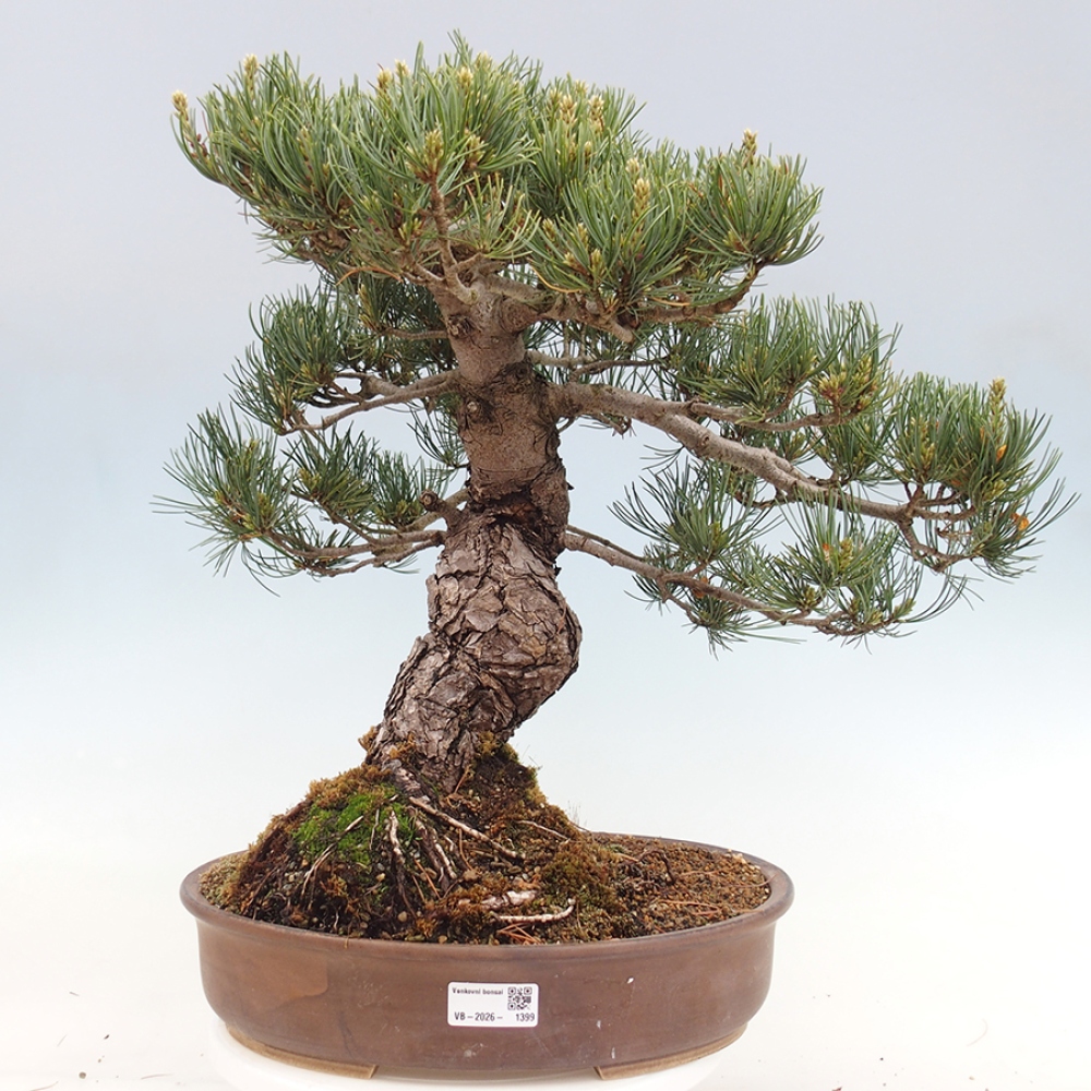 Vonkajšie bonsaje - Pinus parviflora - Pinus parviflora