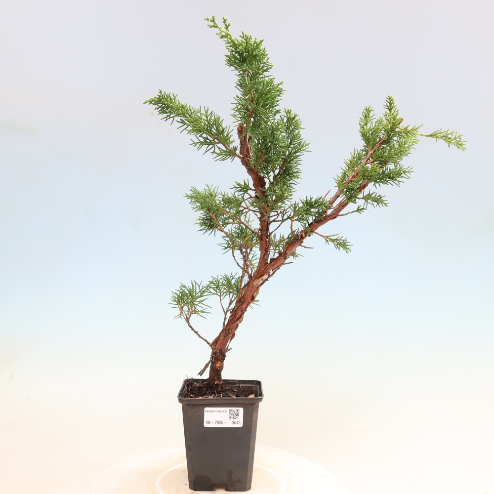 Vonkajší bonsaj - Juniperus chinensis Kishu